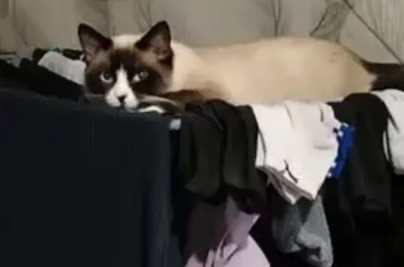 Пропала кошка на ул. Стеклова, Н. Салда