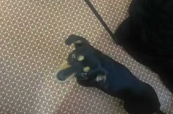 Найдена собака, Калининград, фото: Найдена собака, ул. Сибирякова, Калининград