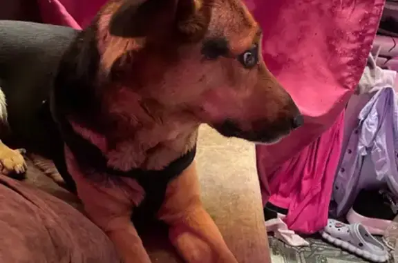 Пропала собака, ул. Быковского 7А, Крск