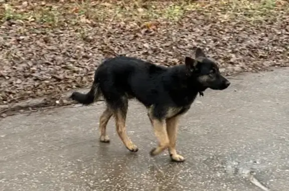 Найдена собака, Нижний Новгород, фото: Собака найдена у больницы, Тропинина, 13Б