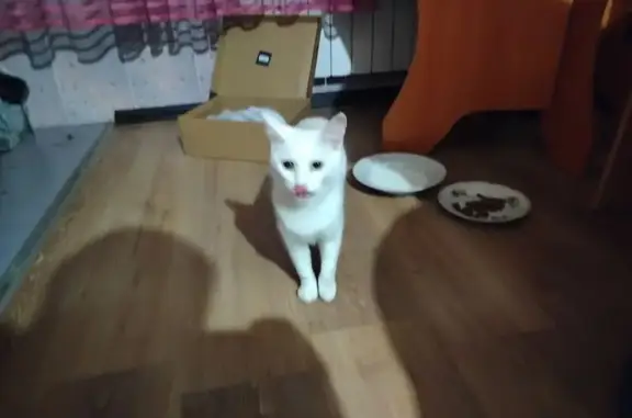 Найдена кошка, Иркутск, фото: Белая кошка найдена на Станиславского, 1