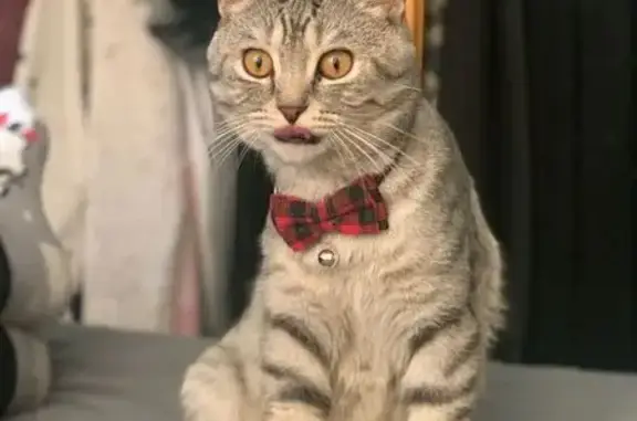 Пропала кошка на 5 улице, Воткинск