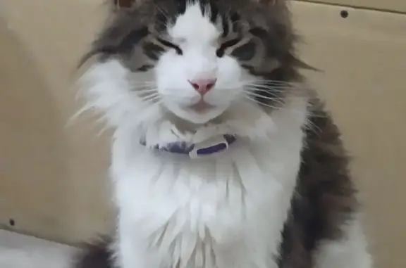 Пропала кошка, Партизанская ул., Кинель