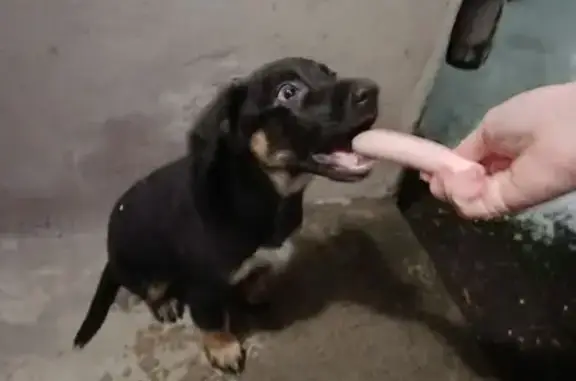 Найдена собака, Череповец, фото: Щенок найден на Карла Либкнехта, 40