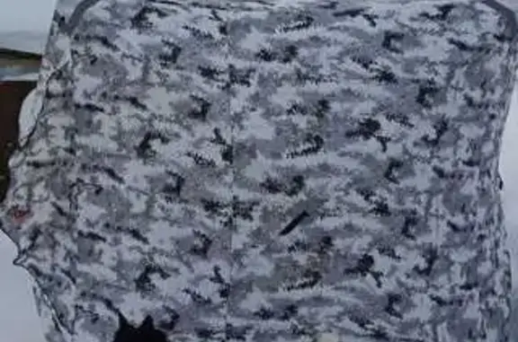 Собаки потеряшки, Тарко-Сале, фото: Потеряшка собака, ул. Энергетиков, Тарко-Сале