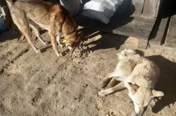 Пропала собака, Танзыбей, Красноярский край