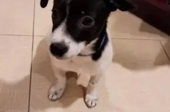 Пропала собака, Жодино, ул. Гагарина, 11