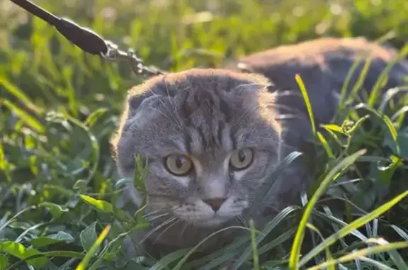 Пропала кошка, ул. Комарова, 33, Троицкий