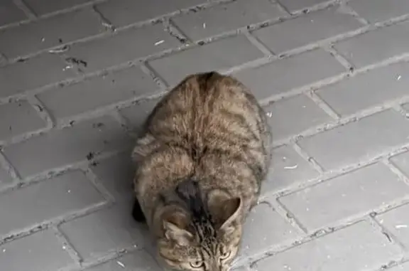 Найдена кошка, Путевка, фото: Кошка найдена у 14 к4, Путёвка