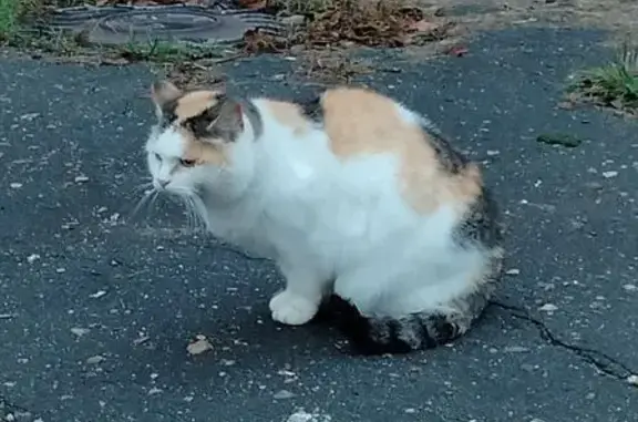 Найдена кошка, Коломна, фото: Кошка найдена: ул. Дзержинского, 81, Коломна