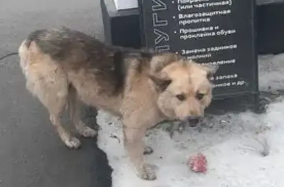 Собака найдена: пр. Ленина 64, Барнаул