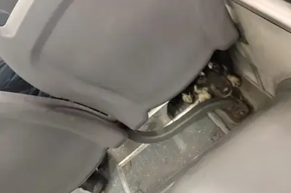 Собака найдена на ул. Академика Янгеля