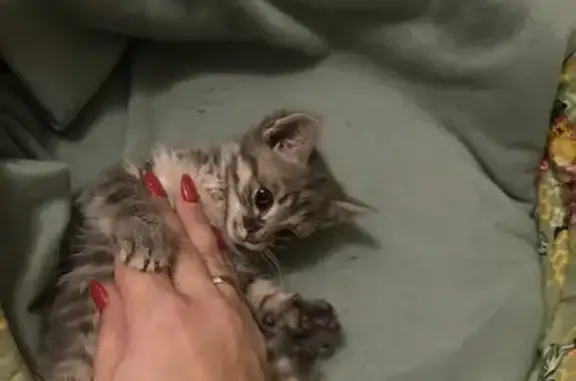 Найдена кошка, Разумное, фото: Котенок найден на ул. И.Д. Елисеева, Разумное