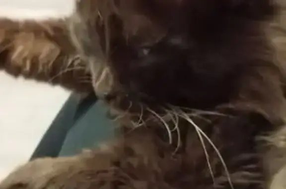 Пропала кошка, Тюменская ул., Горно-Алтайск