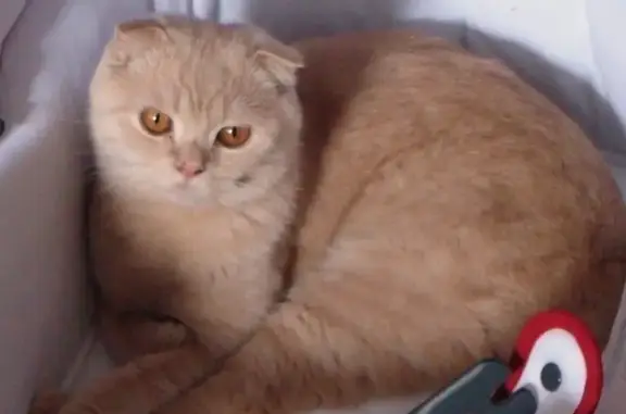 Кошки потеряшки, Химки, фото: Потеряшка кошка, Куркинское шоссе, 7