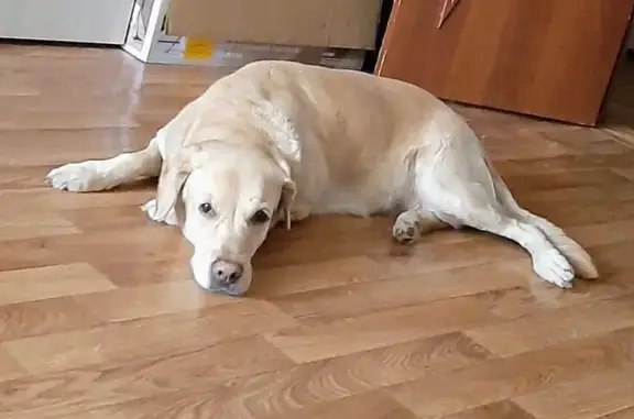 Объявления о пропавших и найденных животных, Свердловская область, фото: Пропала собака, п. Черноисточинск