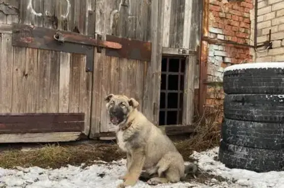 Пропала собака, Алмазная ул. 3, Псков