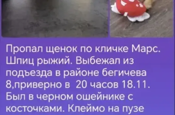 Собаки потеряшки, Норильск, фото: Потеряшка собака, ул. Бегичева 8, Норильск