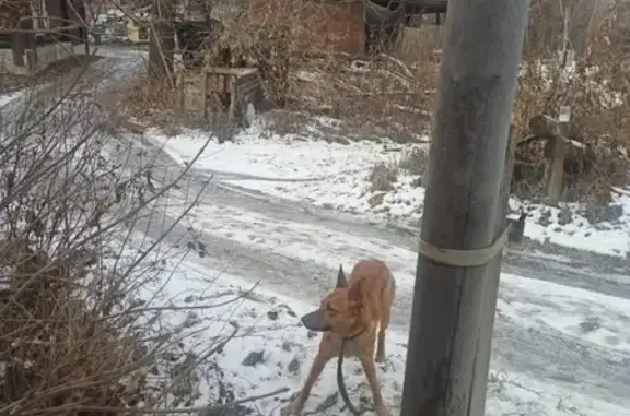 Найденные животные Курган, фото: Собака найдена: Курган, Свободы, 60