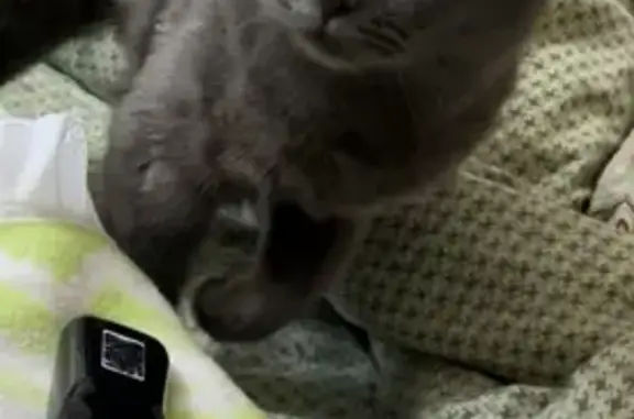 Пропала кошка Мия, Ореховая ул., помощь!