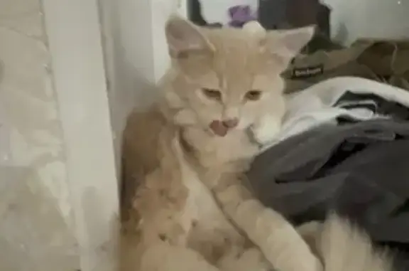 Кошки потеряшки, Железногорск, фото: Потеряшка кошка, ул. Толстого 21А, Железногорск