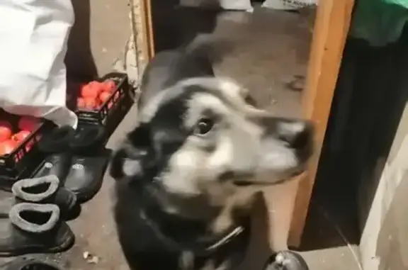 Собаки потеряшки, Киров, фото: Потеряшка собака, ул. Талица 3, Киров