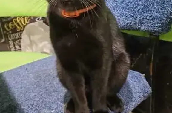 Пропал кот, Бобров, Воронежская обл.