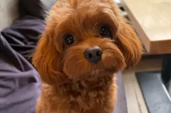 Собаки потеряшки, Санкт-Петербург, фото: Потеряшка собака: Бухарестская 142, СПб