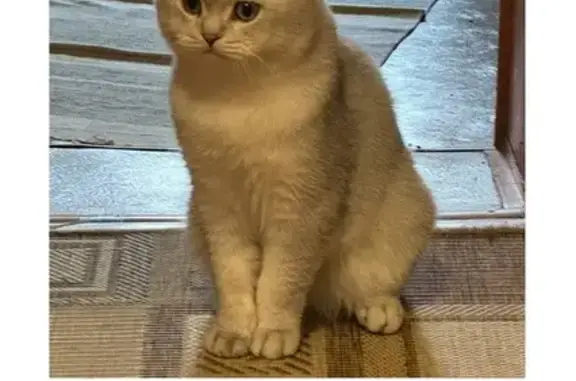 Пропала кошка, 14-я Линия 125, Омск