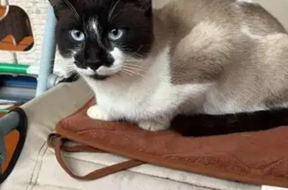 Найдена кошка, Московская область, фото: Найдена кошка, МО, не уходит