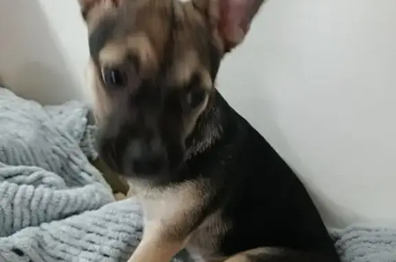 Собака найдена: ул. Добровольского, 3/4