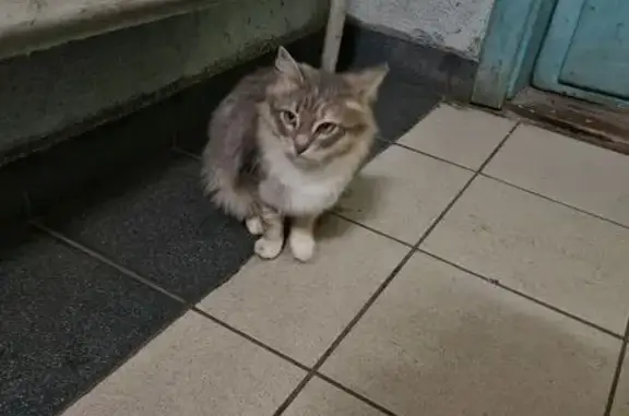 Найдена кошка, Санкт-Петербург, фото: Кошка найдена: шоссе Революции, 37 к1