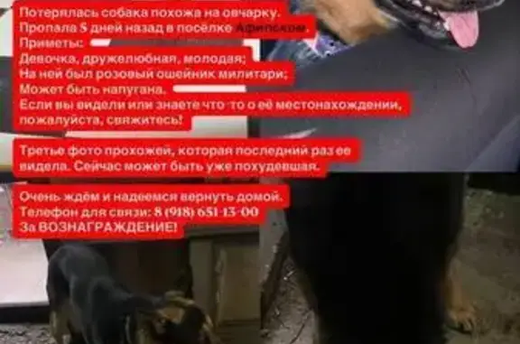 Собаки потеряшки, Краснодарский край, фото: Потеряшка собака, Афипский, Краснодарский край