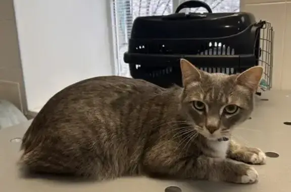 Кошки потеряшки, Казань, фото: Потеряшка серый кот, Краснококшайская 189А