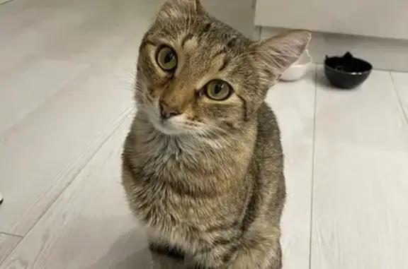 Найдена кошка, ул. Завойского, 23, Казань