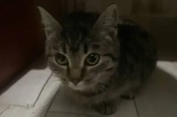 Найдена кошка, Маркова (иркутский), фото: Кошка найдена на 3-й Кайской ул., Маркова