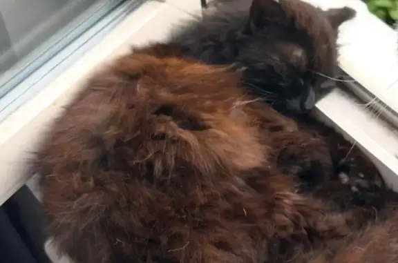 Пропала кошка на ул. Баумана, Иркутск