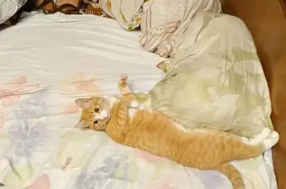 Кошки потеряшки, Златоуст, фото: Потеряшка кошка, Чегрэсовская ул., Златоуст