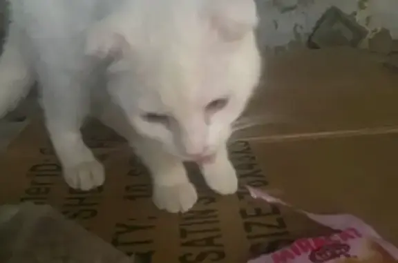 Найдена кошка, Темрюк, фото: Кошка найдена: ул. Ленина, 81, Темрюк