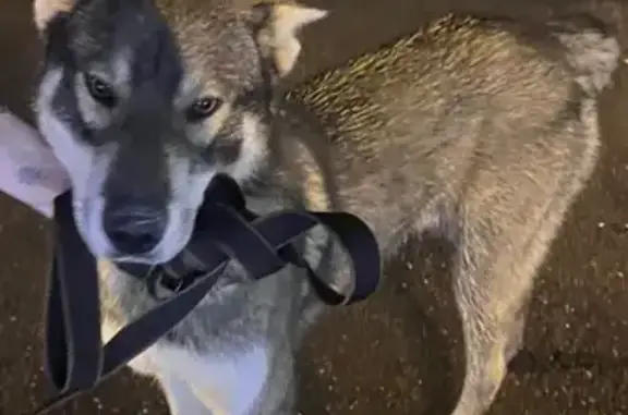 Собака у магазина «Василек», пр. Победы, 27