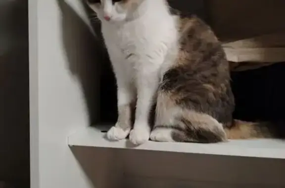 Пропала кошка, ул. Правды, 71, Серов