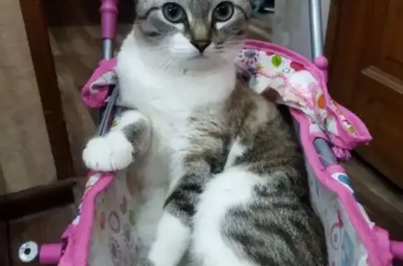 Кошки потеряшки, Новокуйбышевск, фото: Потеряшка кошка, Бочарикова 8, Новокуйбышевск