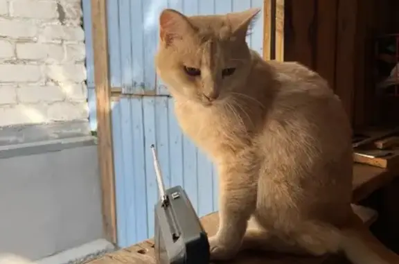 Пропала кошка на Столпянского, 69, Оренбург