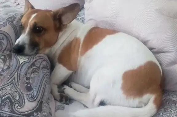 Пропала собака, Азовская 26, Шахты