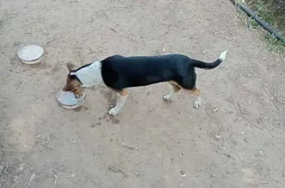 Пропала собака, Вацека 26, Енотаевка