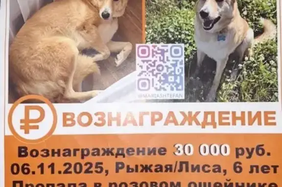 Пропала собака, Голубино, 46Н-01543