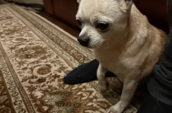 Найдена собака, Ильинский, фото: Собака найдена: Ильинский просек, 29