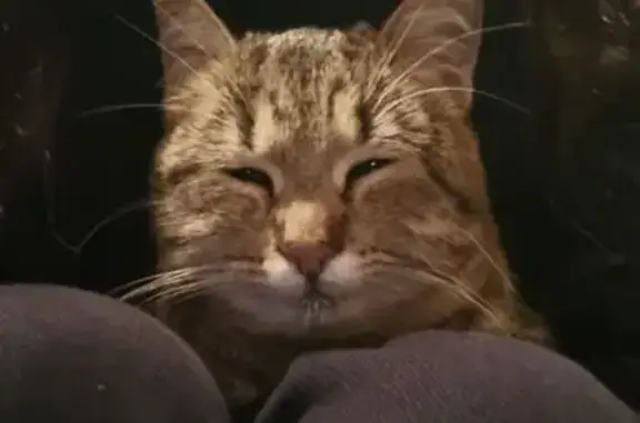 Найдена кошка, Курск, фото: Ласковая кошка найдена на Кавказской, 9