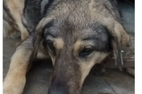 Пропала собака, проезд Механизаторов