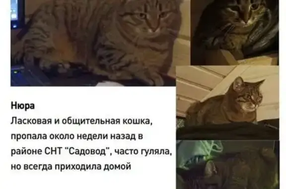 Пропала кошка, Домодедово, 46Н-01569